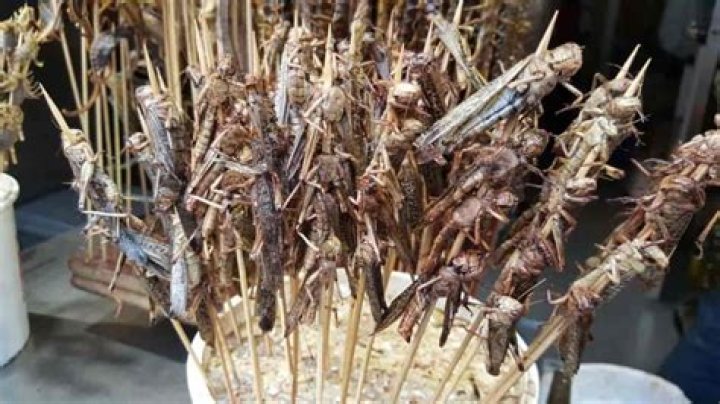 Can you eat grasshoppers?