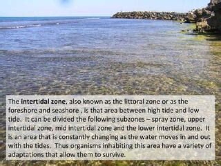 Where can littoral zone be found?